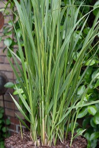 Spartina pectinata Aureomarginata C 15