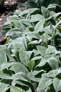 Stachys byzantina 9 cm Topf - Größe nach Saison