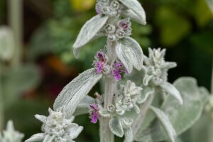 Stachys byzantina 9 cm Topf - Größe nach Saison