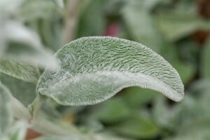 Stachys byzantina 9 cm Topf - Größe nach Saison