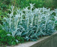 Stachys byzantina 9 cm Topf - Größe nach Saison