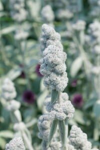 Stachys byzantina Cotton Boll 9 cm Topf - Größe nach Saison