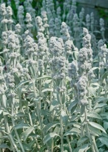 Stachys byzantina Cotton Boll 9 cm Topf - Größe nach Saison