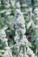 Stachys byzantina Cotton Boll 9 cm Topf - Größe nach Saison