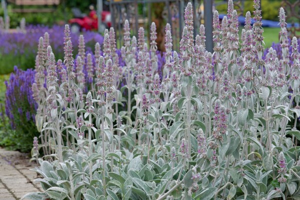 Stachys byzantina Silky Fleece 9 cm Topf - Größe nach Saison