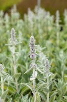 Stachys byzantina Silky Fleece 9 cm Topf - Größe nach Saison