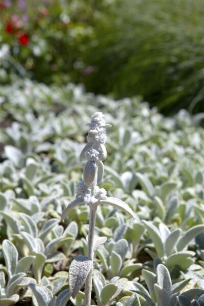 Stachys byzantina Silver Carpet 9 cm Topf - Größe nach Saison