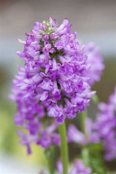 Stachys monnieri Hummelo 9 cm Topf - Größe nach Saison