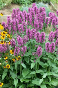 Stachys monnieri Hummelo 9 cm Topf - Größe nach Saison