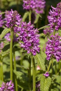 Stachys monnieri Hummelo 9 cm Topf - Größe nach Saison