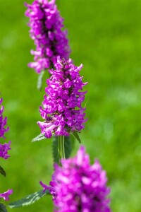 Stachys monnieri Hummelo 9 cm Topf - Größe nach Saison