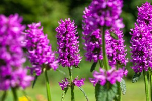 Stachys monnieri Hummelo 9 cm Topf - Größe nach Saison