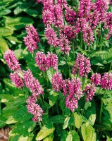 Stachys monnieri Hummelo 9 cm Topf - Größe nach Saison