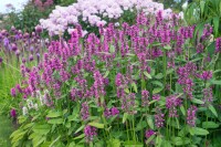 Stachys monnieri Hummelo 9 cm Topf - Größe nach Saison