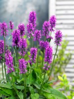 Stachys monnieri Hummelo 9 cm Topf - Größe nach Saison