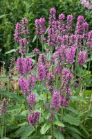 Stachys monnieri Hummelo 9 cm Topf - Größe nach Saison