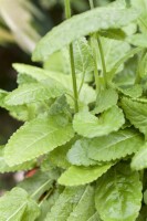 Stachys monnieri Hummelo 9 cm Topf - Größe nach Saison