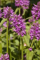 Stachys monnieri Hummelo 9 cm Topf - Größe nach Saison