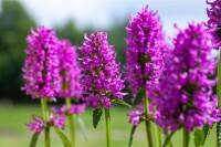 Stachys monnieri Hummelo 9 cm Topf - Größe nach Saison