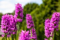 Stachys monnieri Hummelo 9 cm Topf - Größe nach Saison