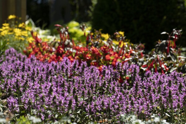 Stachys officinalis 9 cm Topf - Größe nach Saison