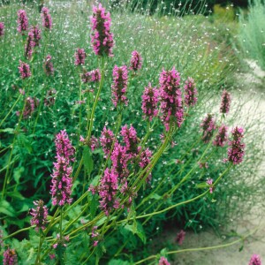 Stachys officinalis 9 cm Topf - Größe nach Saison