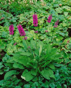 Stachys officinalis 9 cm Topf - Größe nach Saison