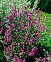 Stachys officinalis 9 cm Topf - Größe nach Saison