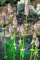 Stachys officinalis 9 cm Topf - Größe nach Saison