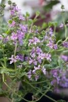 Stachys officinalis 9 cm Topf - Größe nach Saison