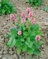 Stachys officinalis 9 cm Topf - Größe nach Saison