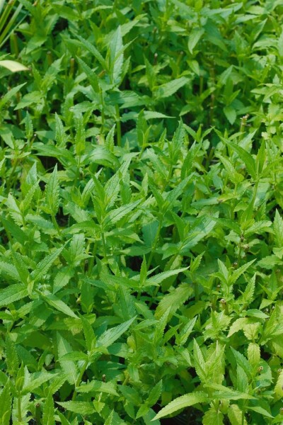 Stachys palustris 9 cm Topf - Größe nach Saison