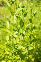 Stachys palustris 9 cm Topf - Größe nach Saison