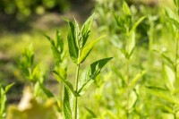 Stachys palustris 9 cm Topf - Größe nach Saison