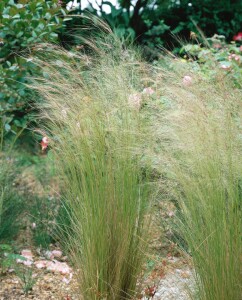 Stipa tenuifolia 2L VR