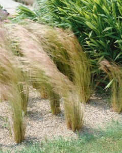 Stipa tenuifolia 2L VR