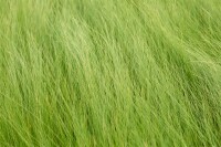 Stipa tenuifolia 2L VR