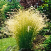 Stipa tenuifolia 2L VR