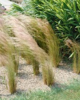 Stipa tenuifolia 2L VR