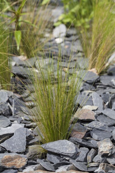 Stipa tenuissima 9 cm Topf - Größe nach Saison