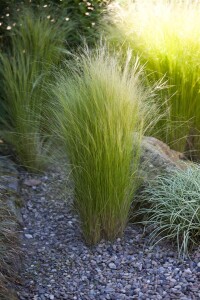 Stipa tenuissima 9 cm Topf - Größe nach Saison