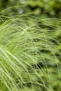 Stipa tenuissima 9 cm Topf - Größe nach Saison