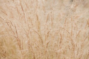 Stipa tenuissima 9 cm Topf - Größe nach Saison