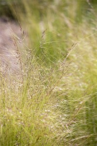 Stipa tenuissima 9 cm Topf - Größe nach Saison