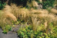 Stipa tenuissima 9 cm Topf - Größe nach Saison