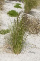 Stipa tenuissima 9 cm Topf - Größe nach Saison