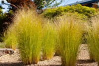 Stipa tenuissima 9 cm Topf - Größe nach Saison