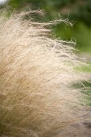 Stipa tenuissima 9 cm Topf - Größe nach Saison