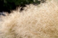 Stipa tenuissima 9 cm Topf - Größe nach Saison