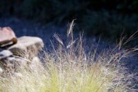 Stipa tenuissima 9 cm Topf - Größe nach Saison